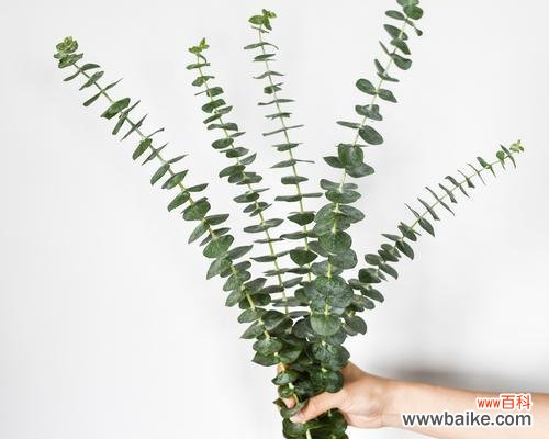 探寻尤加利的神秘力量 尤加利的花语与意义