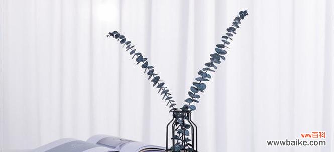 探寻尤加利的神秘力量 尤加利的花语与意义