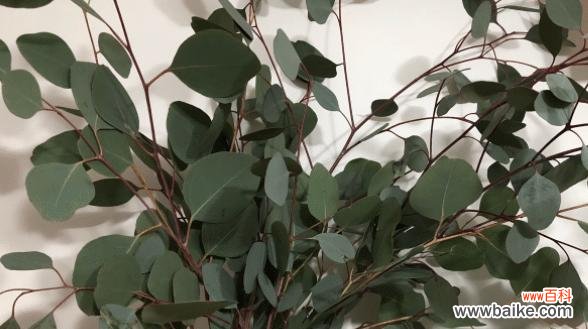 探寻尤加利的神秘力量 尤加利的花语与意义