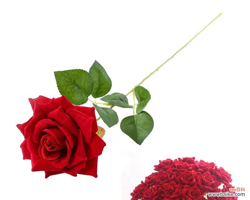 探寻永生花的意义与象征 永生花的花语与魅力