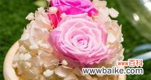 探寻永生花的意义与象征 永生花的花语与魅力