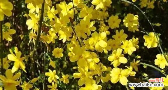 迎春花传达春天希望和喜庆的信息 迎春花花语的含义及传承