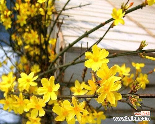 用绚烂的花朵迎接新年的希望与美好 迎春花