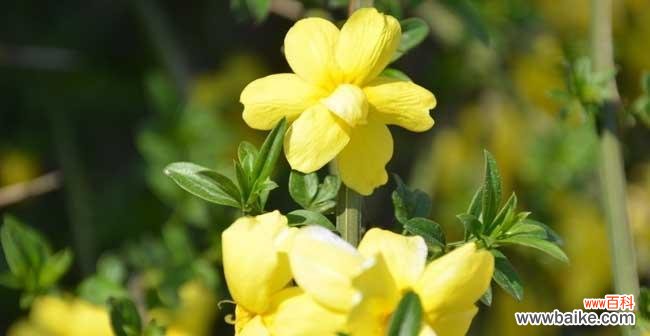 用绚烂的花朵迎接新年的希望与美好 迎春花