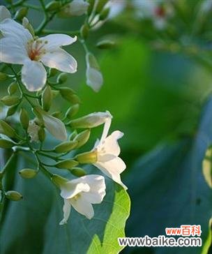 春日桐花绽放 油桐花开，情窦初开