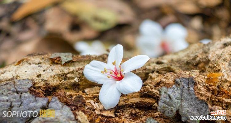 春日桐花绽放 油桐花开，情窦初开