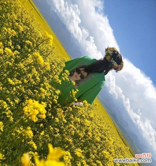 揭开油菜花的秘密 油菜花的文化背景与花语