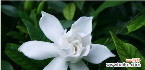 探寻栀子花背后的情感表达 栀子花的花语与含义