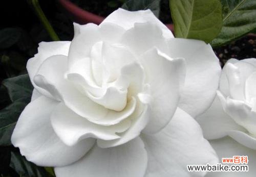 探寻栀子花背后的情感表达 栀子花的花语与含义