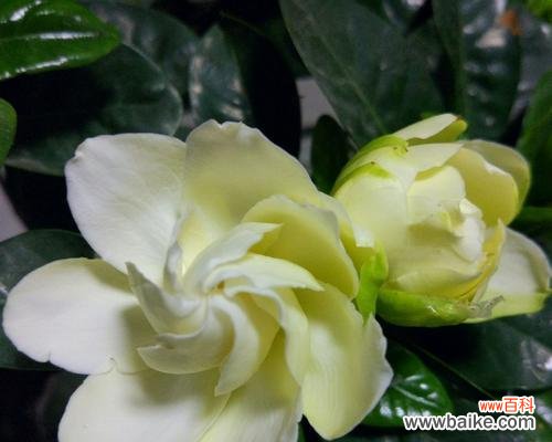 一朵盛开的花 栀子花开——寓意与象征