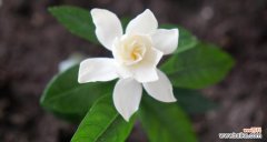 一朵盛开的花 栀子花开——寓意与象征