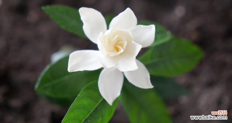 一朵盛开的花 栀子花开——寓意与象征