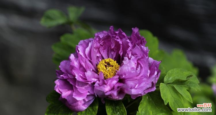揭示中国国花牡丹的瑰丽和神秘 牡丹的象征意义及文化内涵
