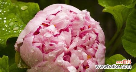 揭示中国国花牡丹的瑰丽和神秘 牡丹的象征意义及文化内涵