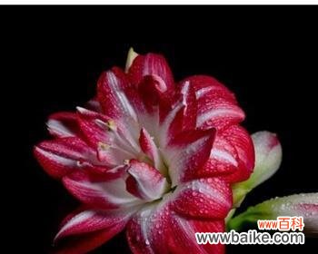 探寻朱顶红花的文化象征及美丽寓意 朱顶红的花语和寓意