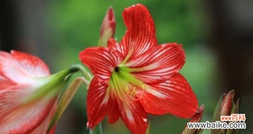 探寻朱顶红花的文化象征及美丽寓意 朱顶红的花语和寓意