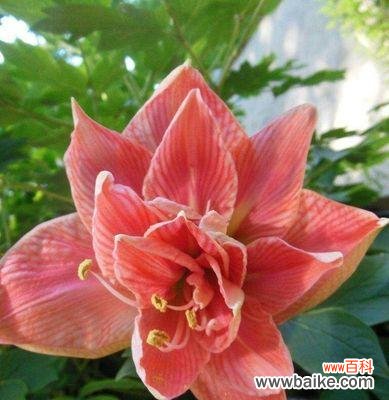 探寻朱顶红花的文化象征及美丽寓意 朱顶红的花语和寓意