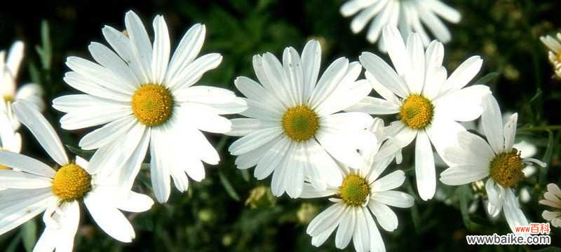 探索以皱菊花语的深意 以皱菊的花语与意义