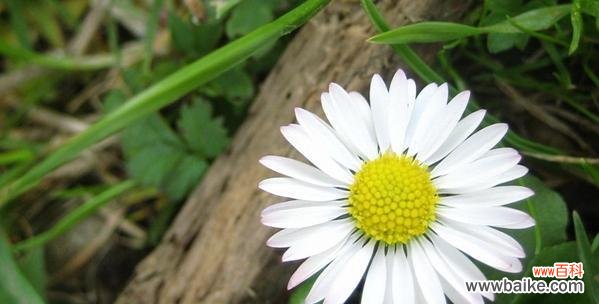 探索以皱菊花语的深意 以皱菊的花语与意义