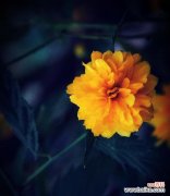 探寻重瓣棣棠花背后的深刻寓意 重瓣棣棠花的花语与寓意