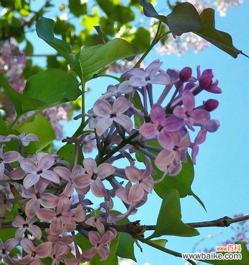 探秘诸葛菜花语的神奇意义 诸葛菜花语与寓意