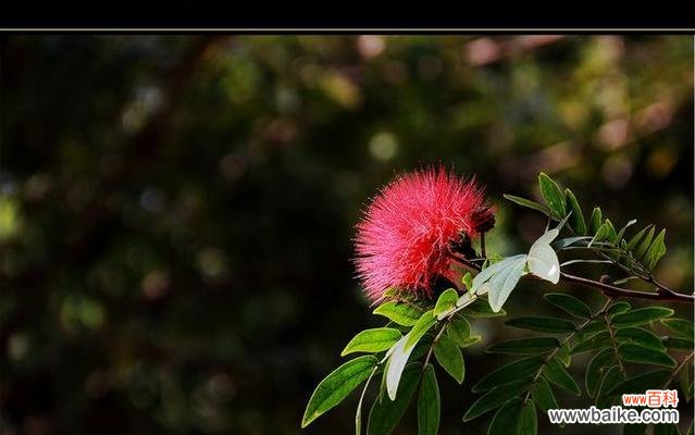 朱樱花的花语和寓意及其在文化中的地位 朱樱花