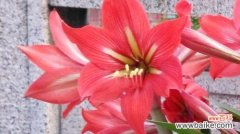 朱顶红之美 朱顶红花语