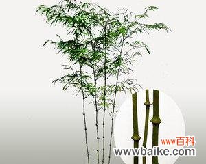 竹子的特点 竹子