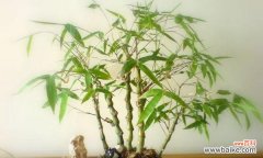 竹子的特点 竹子