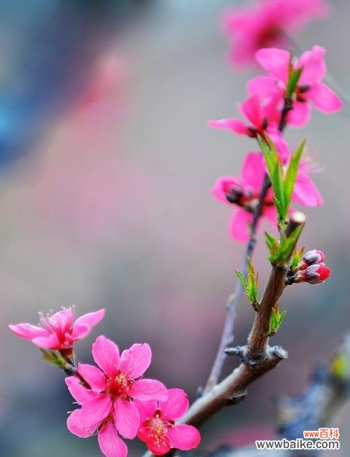 探寻竹夹桃花的花语和美丽 竹夹桃花