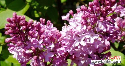 紫丁香花语探秘 紫丁香花的美丽与寓意