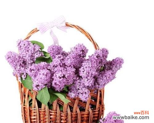 紫丁香花语探秘 紫丁香花的美丽与寓意