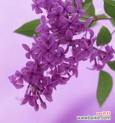 紫丁香花语探秘 紫丁香花的美丽与寓意