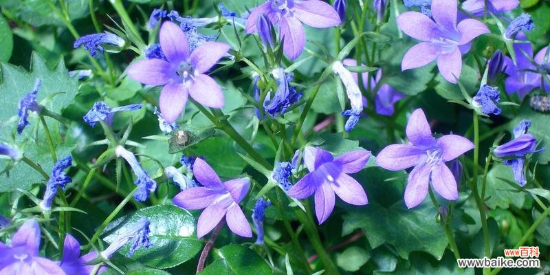 紫斑风铃草的花语——探索自我内在的美丽 紫斑风铃草的花语与意义