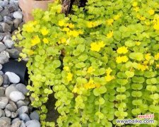 紫斑风铃草的花语——探索自我内在的美丽 紫斑风铃草的花语与意义