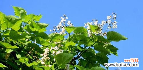 探寻梓树的寓意和象征之美 梓树