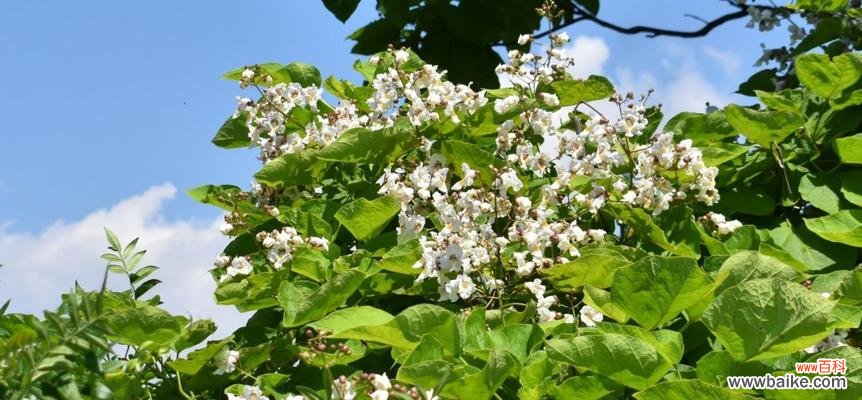 探寻梓树的寓意和象征之美 梓树