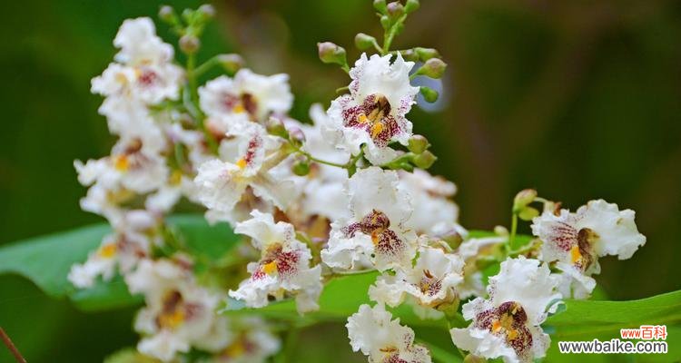 探寻梓树的寓意和象征之美 梓树