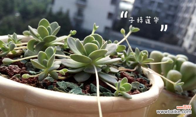 花开花落 以子持莲华，儿女身心莫忘恩