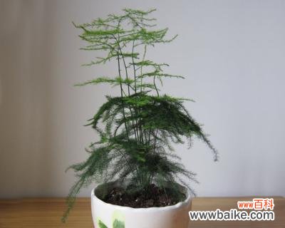 青山绿水中的生命力 竹子的象征意义与内涵