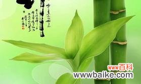 青山绿水中的生命力 竹子的象征意义与内涵