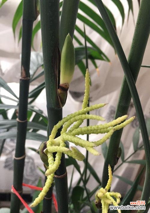 竹子的象征与传承 竹子的寓意与意义