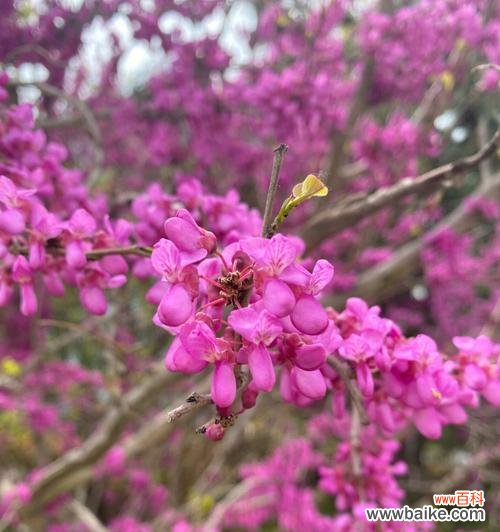 用紫堇花的花语感受生活的美好 紫堇花的花语及其寓意