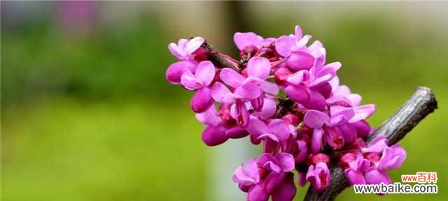 用紫堇花的花语感受生活的美好 紫堇花的花语及其寓意