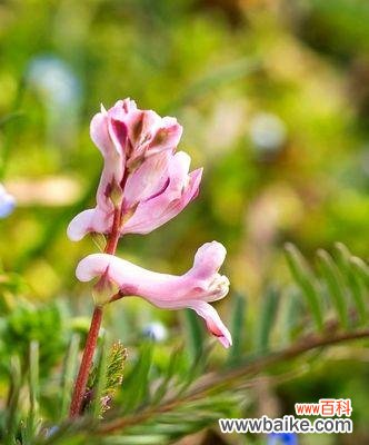 探寻紫堇花语的起源与神话传说 紫堇花语传说与意义