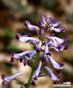 探寻紫堇花语的起源与神话传说 紫堇花语传说与意义