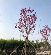 解读紫花风铃木的寓意与象征 紫花风铃木的花语与含义