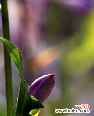 探秘紫萼花的象征意义与历史渊源 紫萼的花语与文化背景