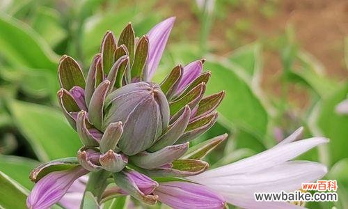 探秘紫萼花的象征意义与历史渊源 紫萼的花语与文化背景