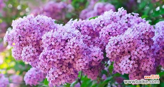 传递忍耐与思念之情——紫丁香的美丽寓意 紫丁香花语与寓意